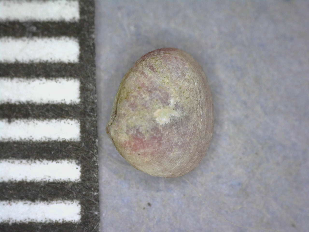 Rochefortina