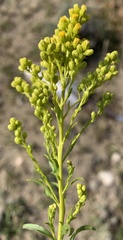 Solidago simplex simplex