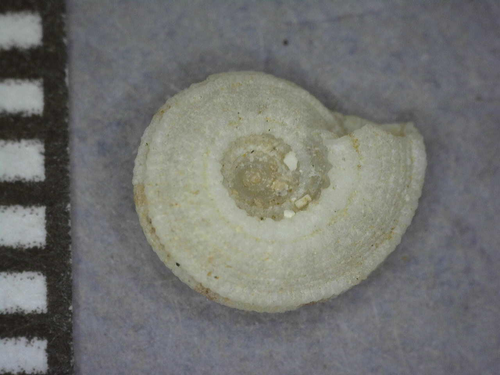 Heliacus implexus observed 2018-03-14