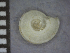Heliacus implexus