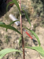 Solidago simplex simplex