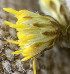 Solidago simplex simplex