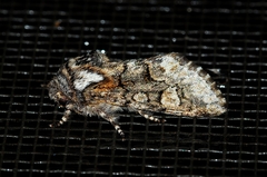 Psaphida thaxterianus