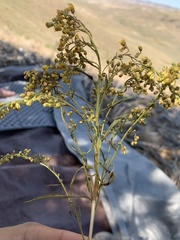 Solidago simplex simplex