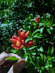 Punica granatum