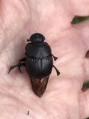 Phanaeus triangularis