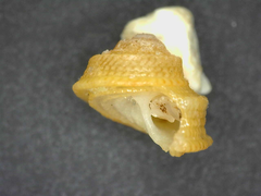 Peasiella tantilla