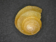 Peasiella tantilla