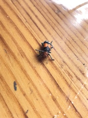 Enoclerus muttkowskii