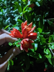 Punica granatum