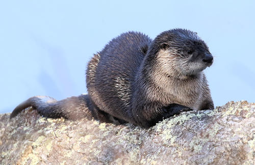 North American River Otter — photo 1