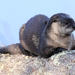 North American River Otter - Photo (c) Sherrie Quillen, some rights reserved (CC BY-NC), uploaded by Sherrie Quillen