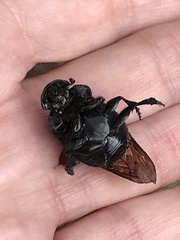 Phanaeus triangularis
