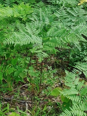 Pteridium aquilinum image