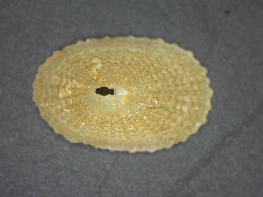 Diodora granifera