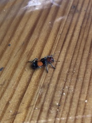 Enoclerus muttkowskii