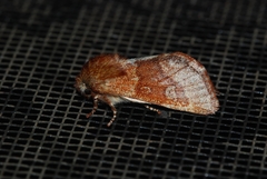 Psaphida styracis