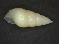 Peasistilifer nitidula