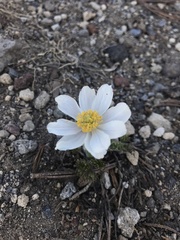 Anemone drummondii