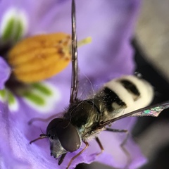 Entomophthorales