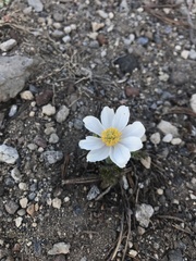 Anemone drummondii
