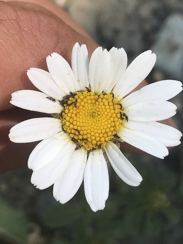 oxeye daisy from Kittitas County, US-WA, US on July 12, 2021 at 01:10 ...