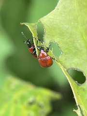 Homoeolabus analis