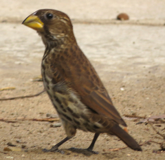 Amblyospiza albifrons