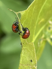 Homoeolabus analis