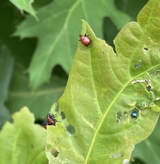 Homoeolabus analis