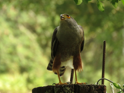 Bicolored Hawk (Astur bicolor), photo 5