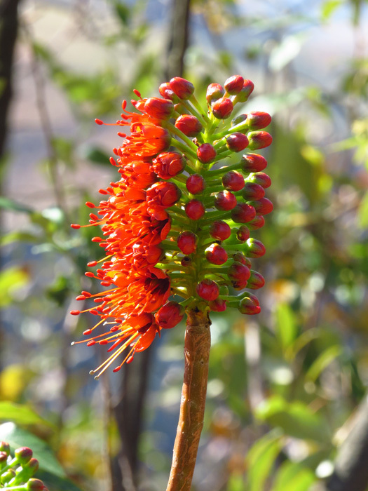 Glossy Bottlebrush