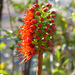 Glossy Bottlebrush - Photo (c) Joachim Louis, some rights reserved (CC BY-NC-ND), uploaded by Joachim Louis