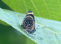 Callicore texa titania