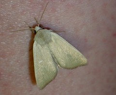 Arenostola phragmitidis