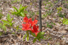 Rhododendron cumberlandense