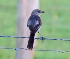 Mimus polyglottos