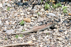 Aspidoscelis exsanguis