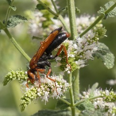 Hemipepsis mauritanica