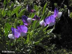 Lathyrus subandinus