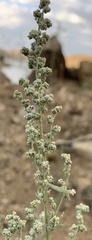 Chenopodium desiccatum