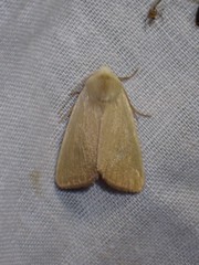 Arenostola phragmitidis