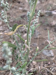 Chenopodium desiccatum