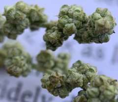 Chenopodium desiccatum