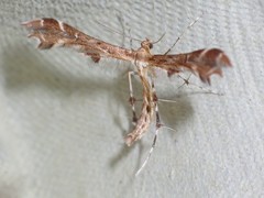 Oxyptilus parvidactyla