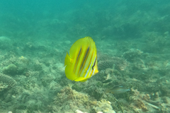 Chaetodon rainfordi