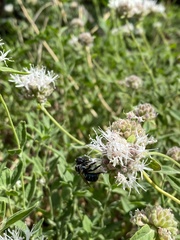 Xylocopa californica