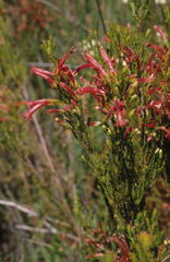 Erica curviflora curviflora