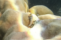 Ecsenius yaeyamaensis