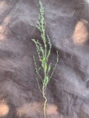 Chenopodium desiccatum